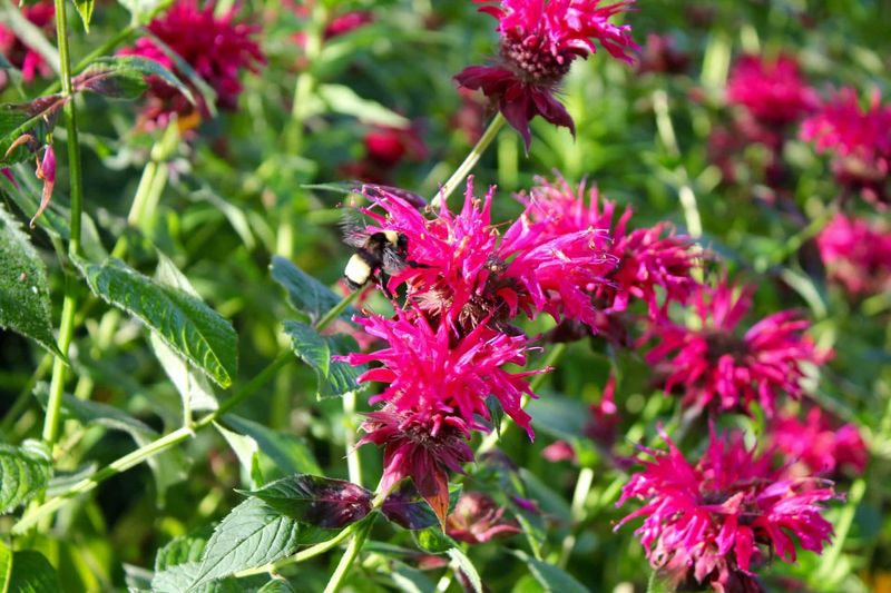 Bee Balm Bee Balm