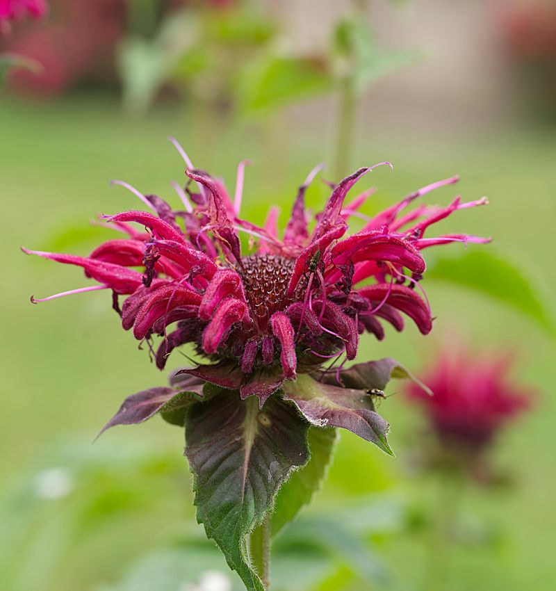 Bee Balm