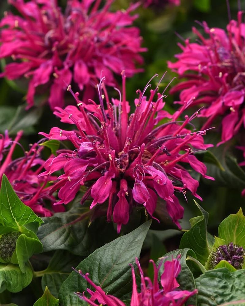 Bee Balm