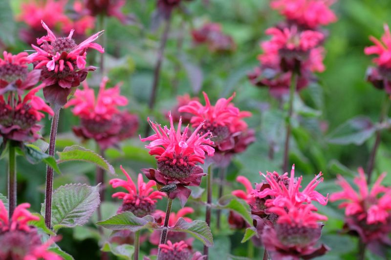 Bee Balm Bee Balm