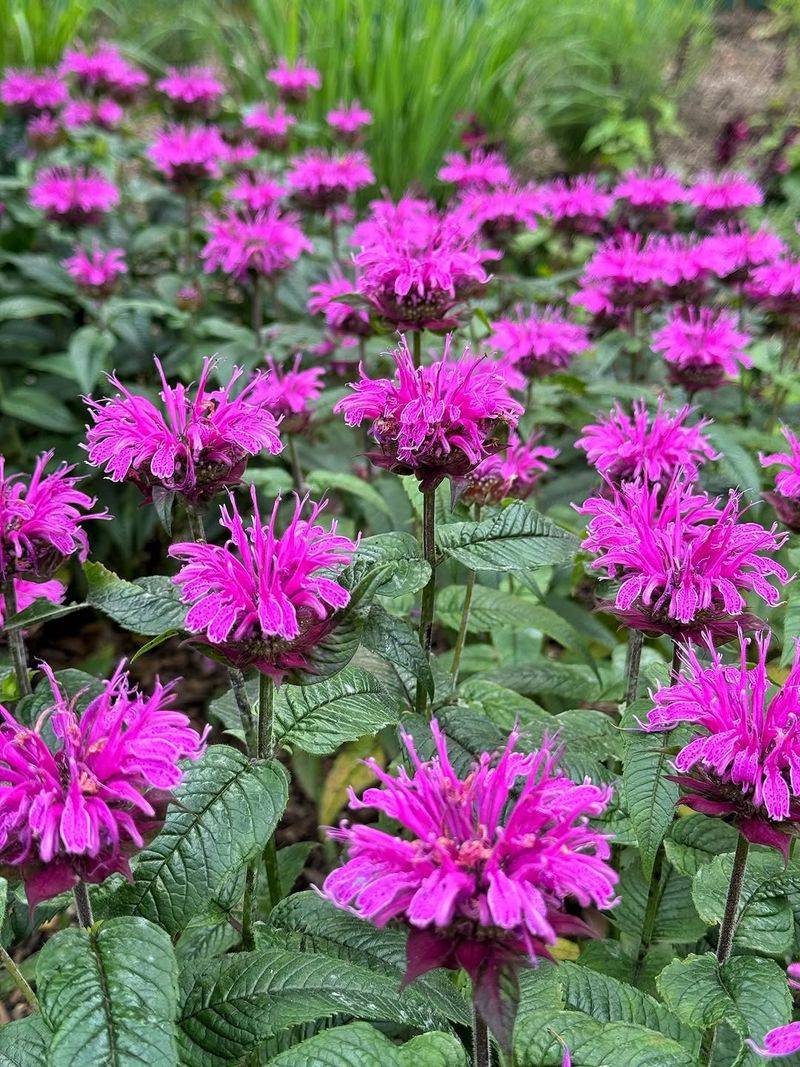 Bee Balm Bee Balm