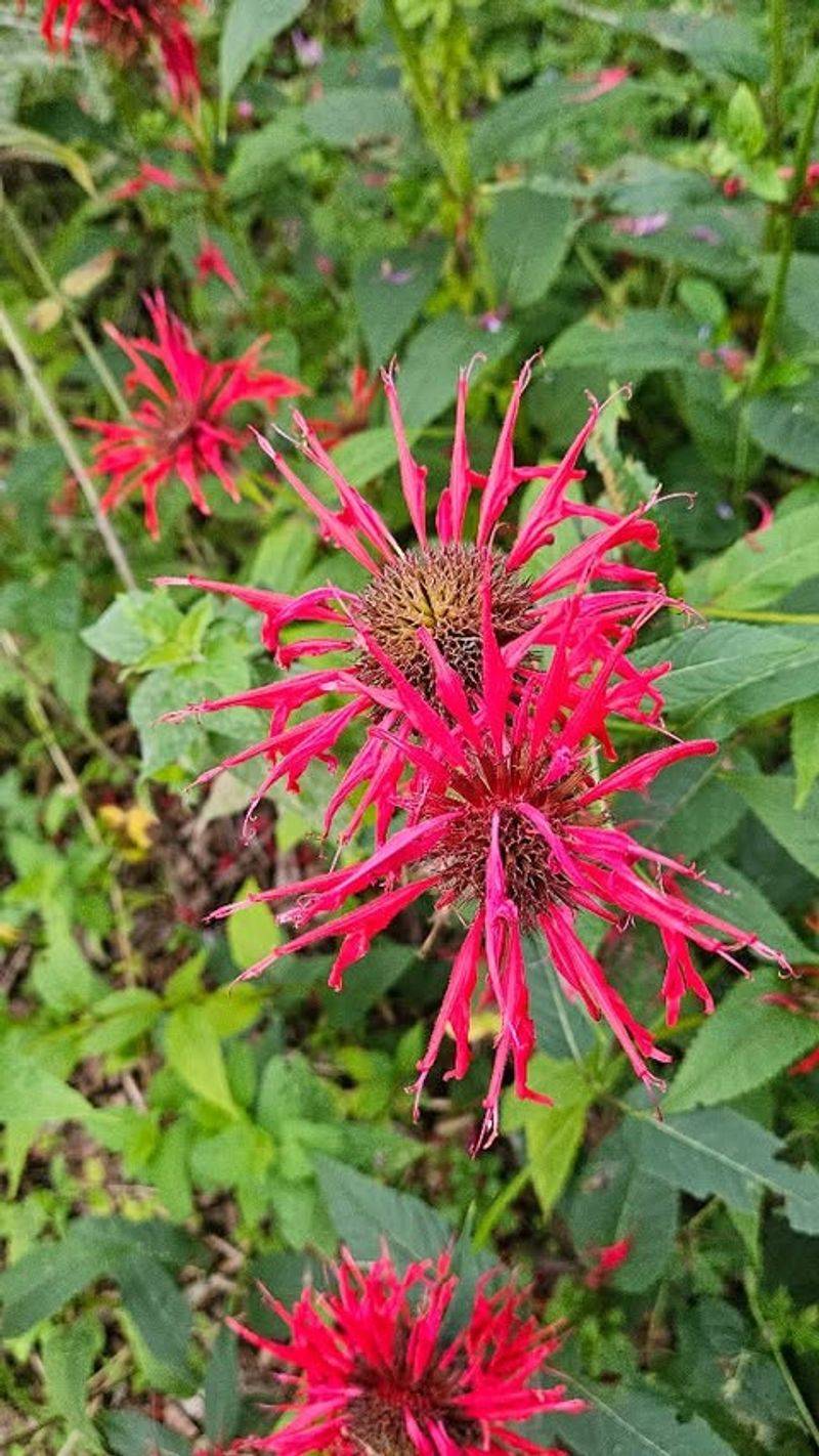 Bee Balm