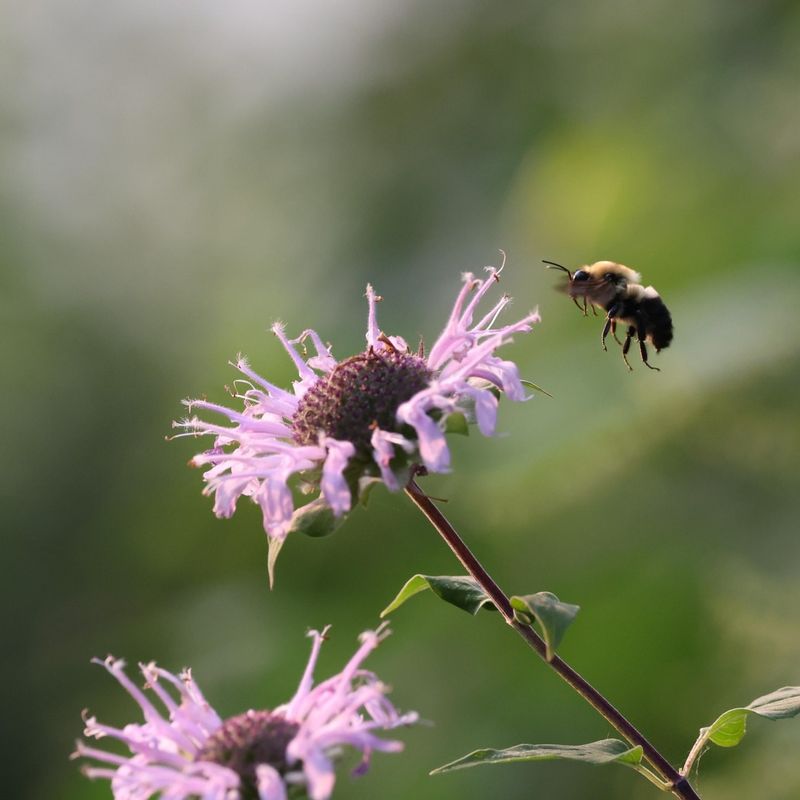 Bee Balm