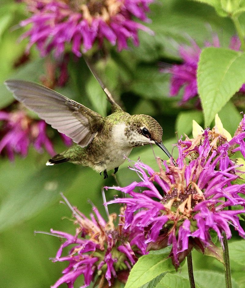 Bee Balm