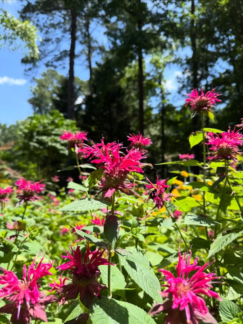 Bee Balm