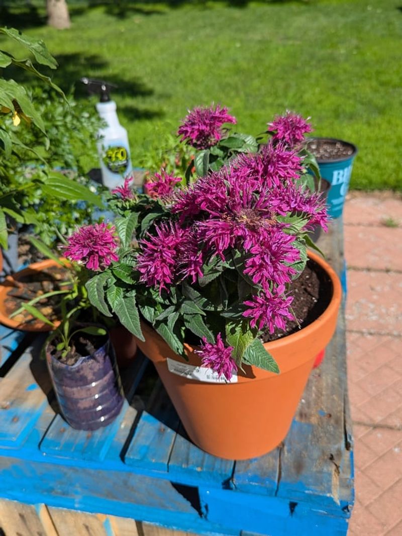 Bee Balm