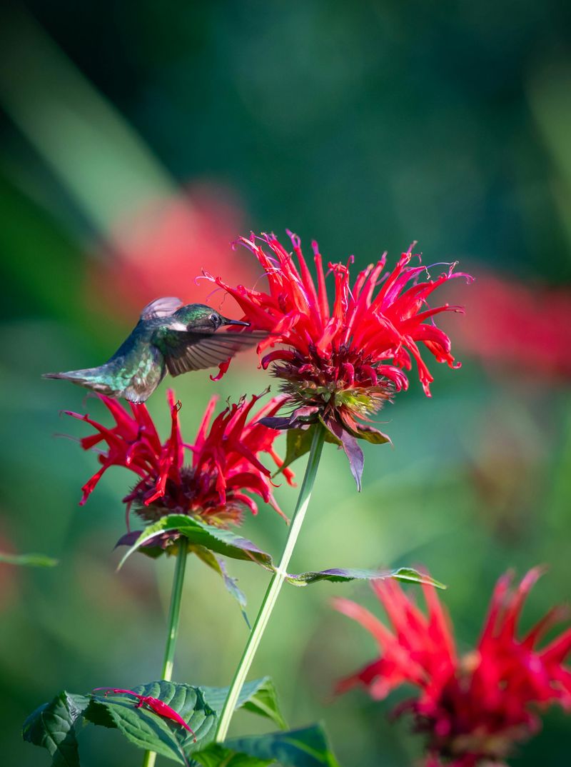 Bee Balm 