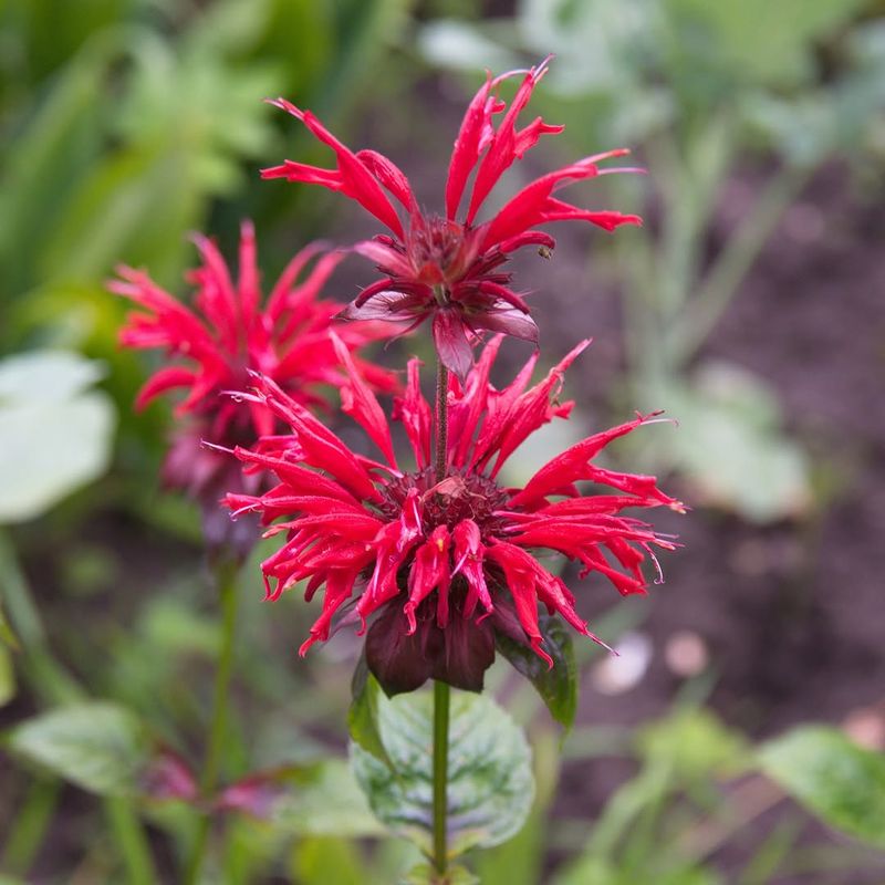 Bee Balm
