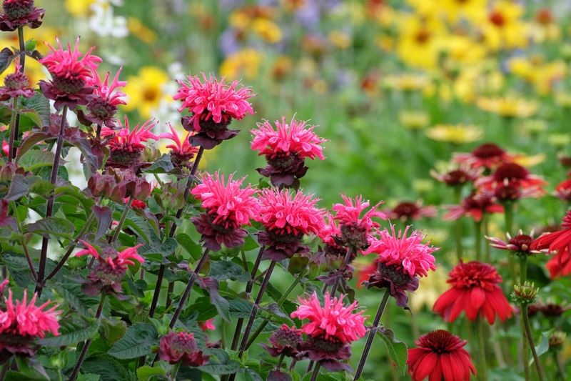 Bee Balm