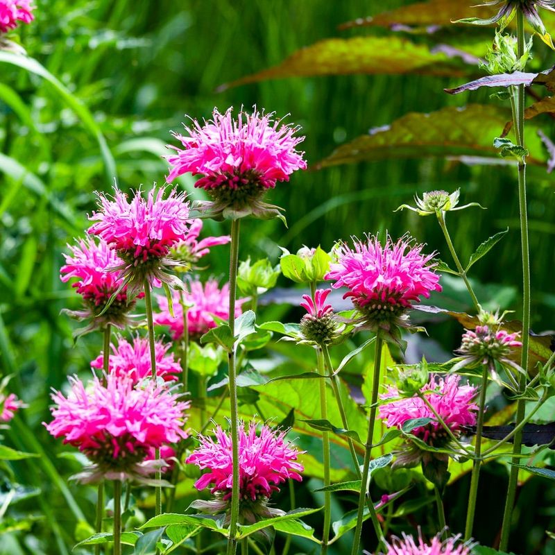 Bee Balm