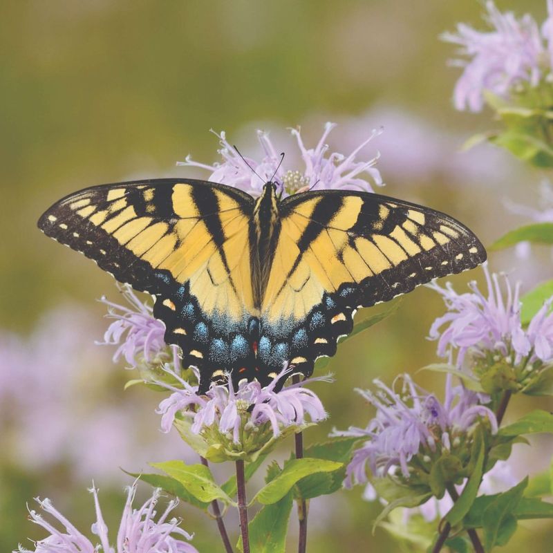 Bee Balm Attracts Butterflies With Its Strong Scent