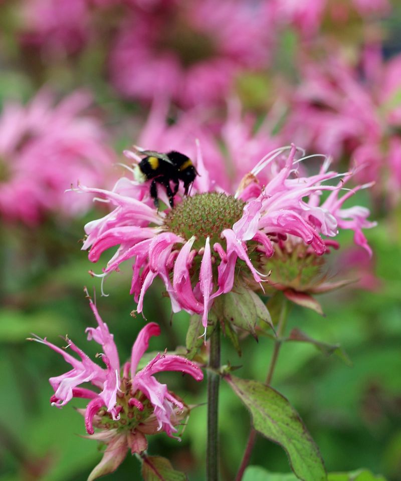 Bee Balm Attracts Pollinators And Handles Humidity Bee Balm Attracts Pollinators And Handles Humidity