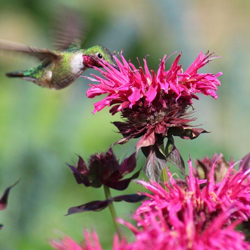 Bee Balm Brings Bright Blooms And Strong Scent