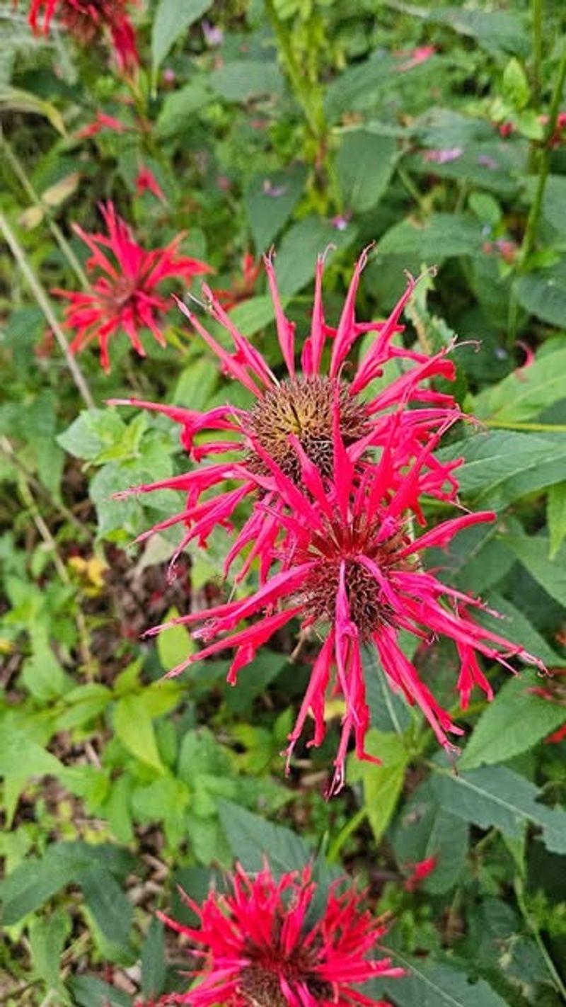 Bee Balm Brings Pollinators And Keeps Coming Back Each Year