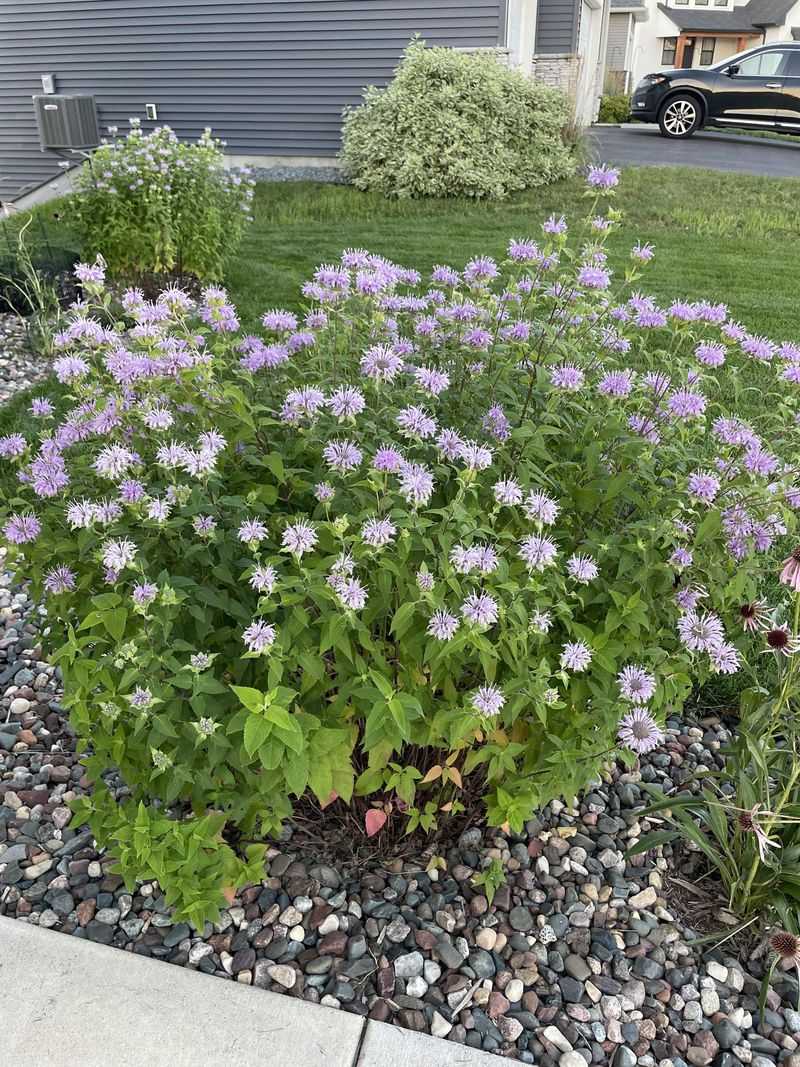 Bee Balm Builds Dense Clumps That Shade Soil