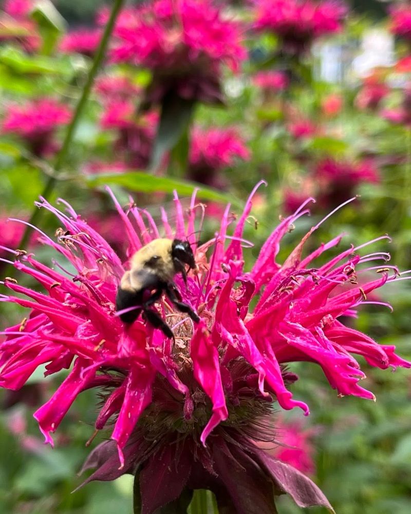 Bee Balm Keeps Blooming Through Summer Heat Bee Balm Keeps Blooming Through Summer Heat