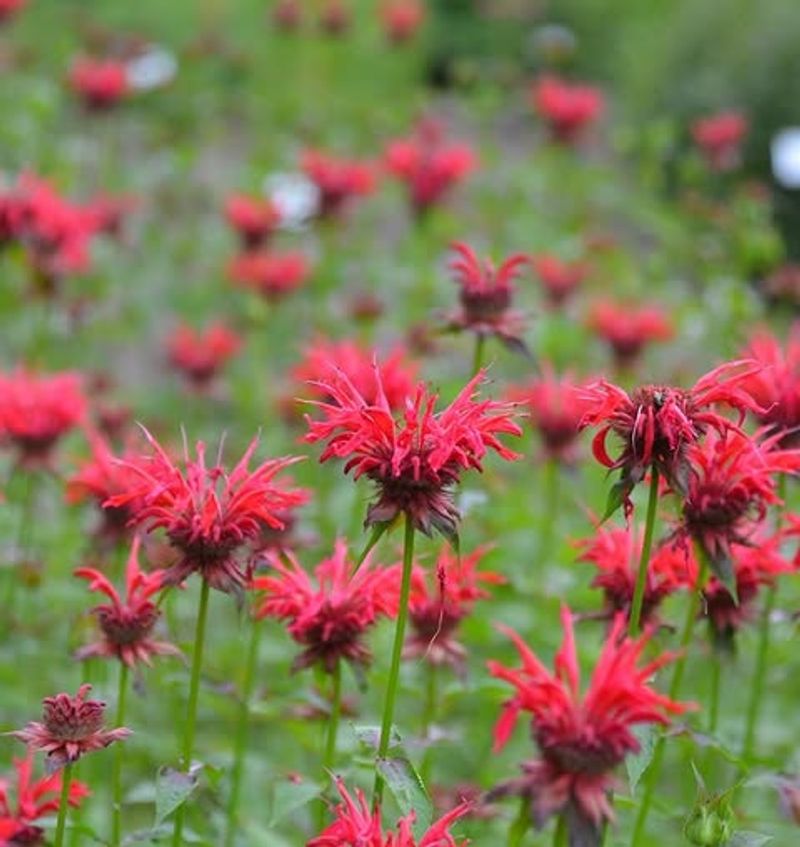 Bee Balm (Monarda Didyma)
