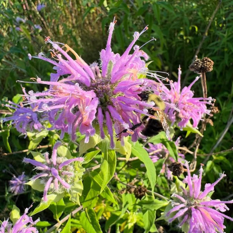 Bee Balm (Monarda Fistulosa)