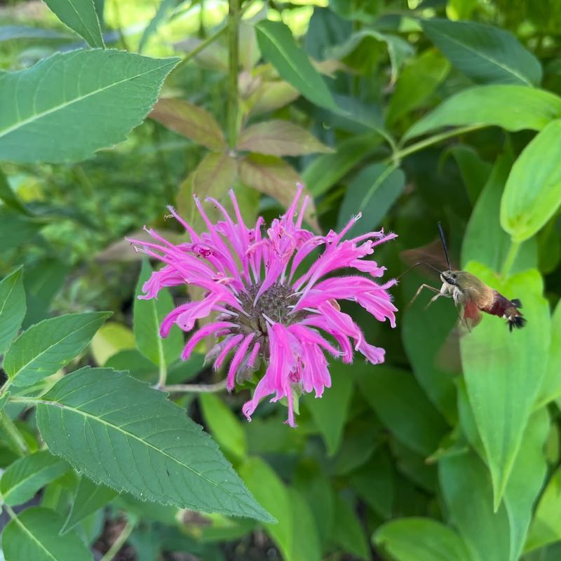 Bee Balm Produces Nectar Through Much Of The Warm Season Bee Balm Produces Nectar Through Much Of The Warm Season