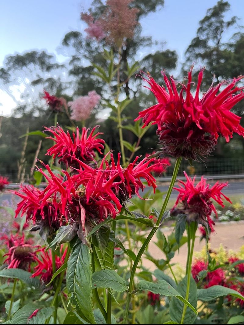 Bee Balm Spreads Fast Enough To Divide Every Few Years