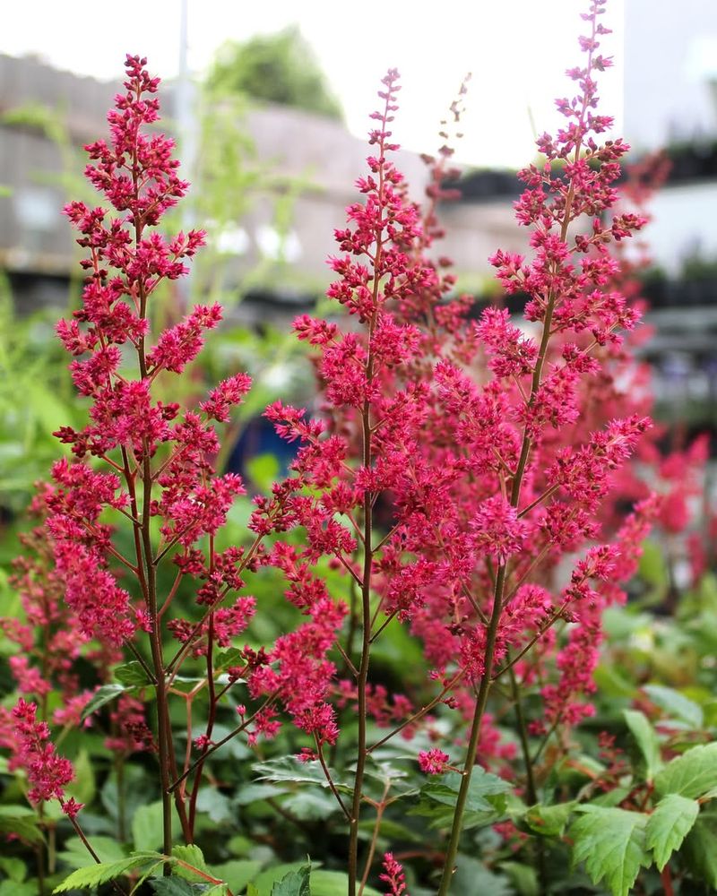 Astilbe