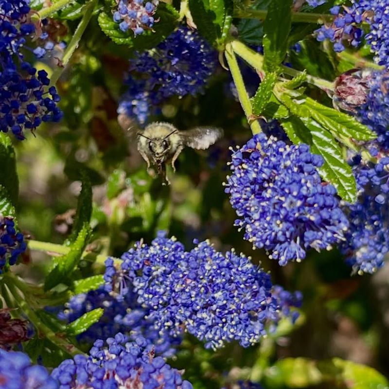 Bees And Butterflies Need More Native Blooms Bees And Butterflies Need More Native Blooms