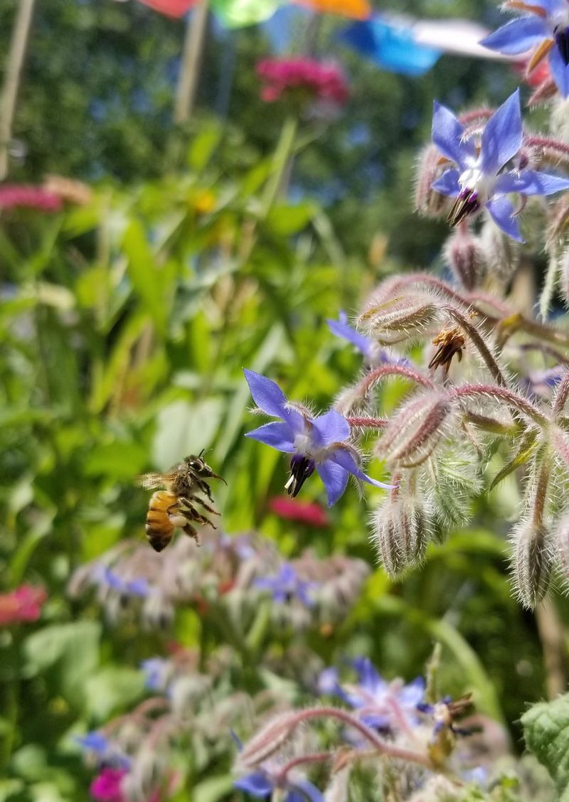 Bees Are Constantly Drawn To Borage Plants