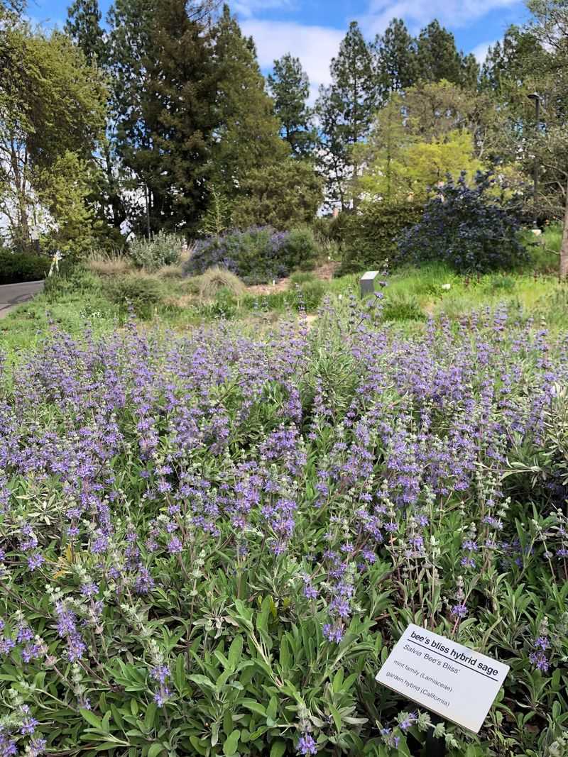 Bee's Bliss Sage Fills Bare Ground Fast