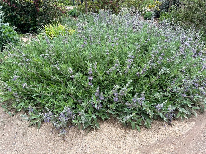 Bee's Bliss Sage Fills Bare Ground Fast Bee's Bliss Sage Fills Bare Ground Fast