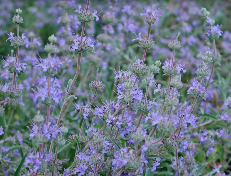 Bee's Bliss Sage Fills In Fast