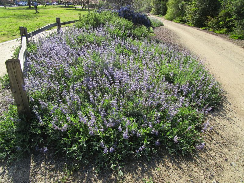 Bee’s Bliss Sage Fills In Fast Bee’s Bliss Sage Fills In Fast