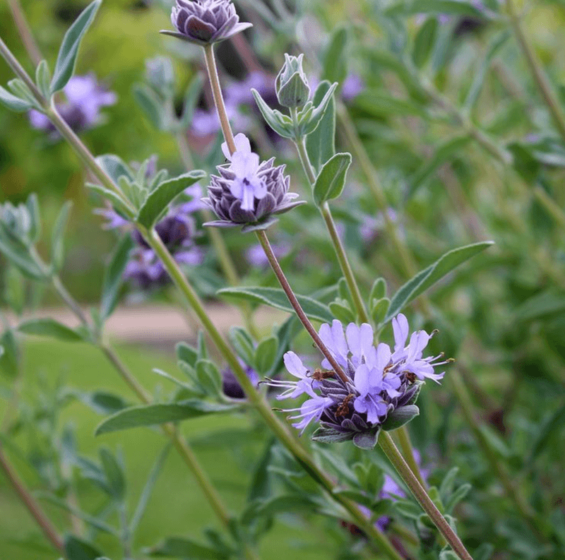 Bee's Bliss Sage