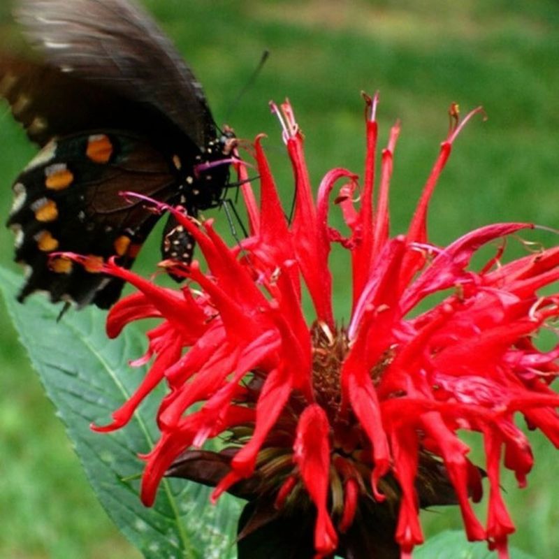 Bees, Butterflies, And More Love It Too