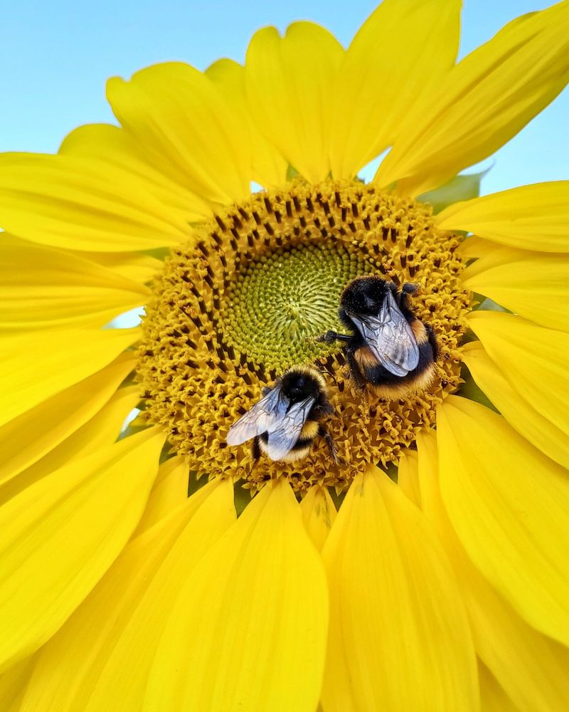 Bees Love The Big Blooms