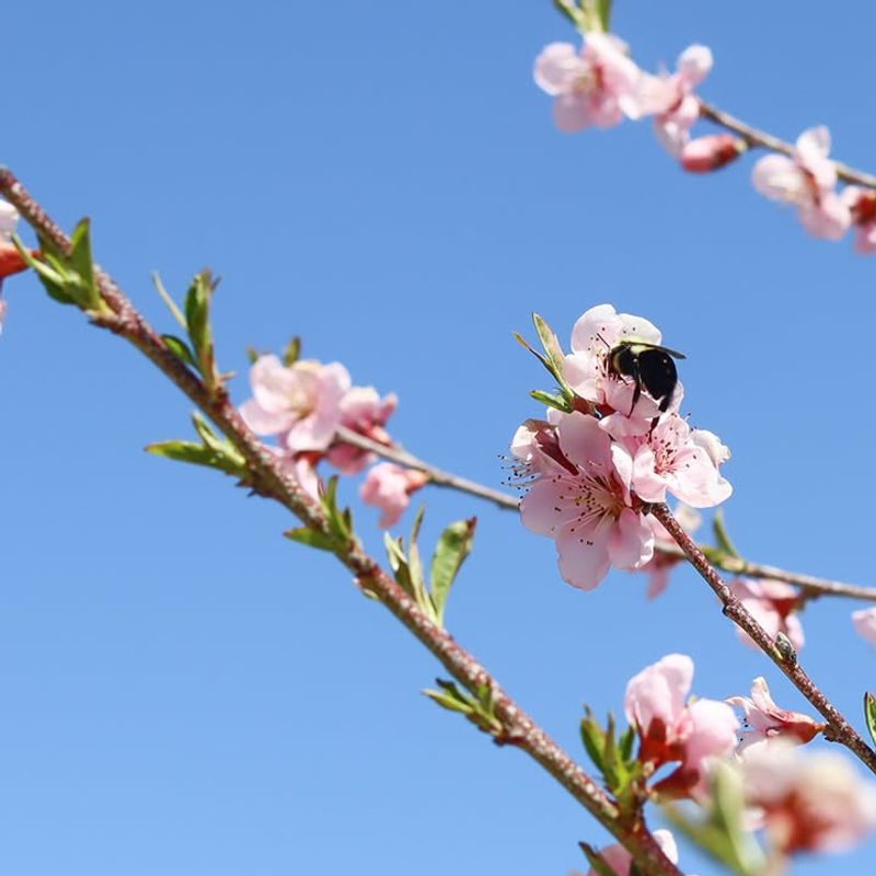 Bees Missed The Flowers