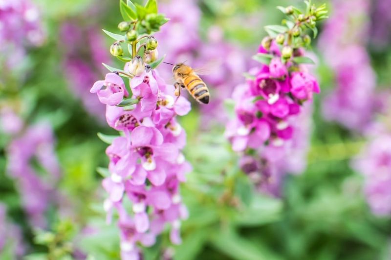 Bees Stay Active Around Fresh Color All Season