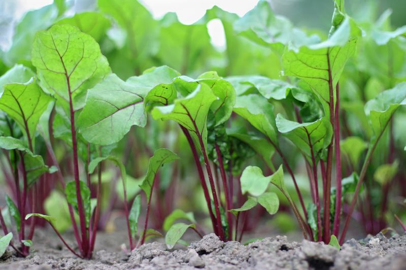 Beet