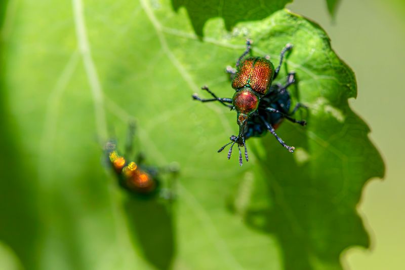 Beetles Clustering On The Same Plant