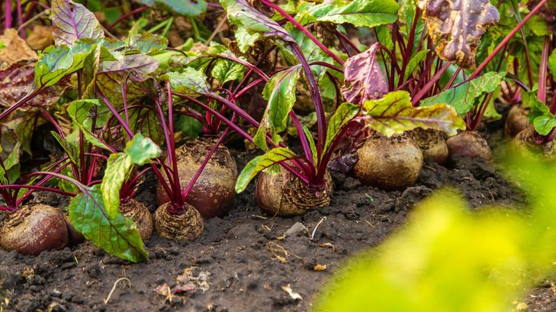Beets Are Still Worth Sowing In June