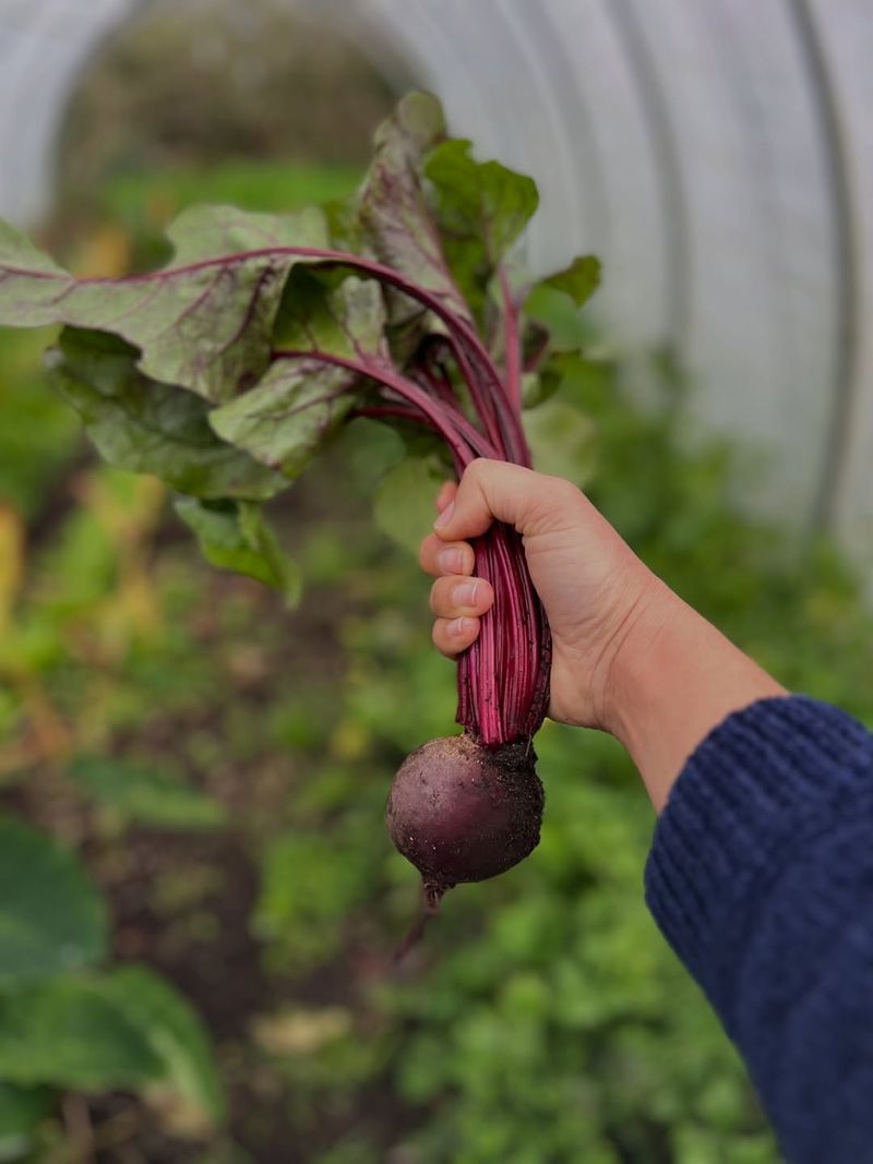 Beets (Beta Vulgaris)