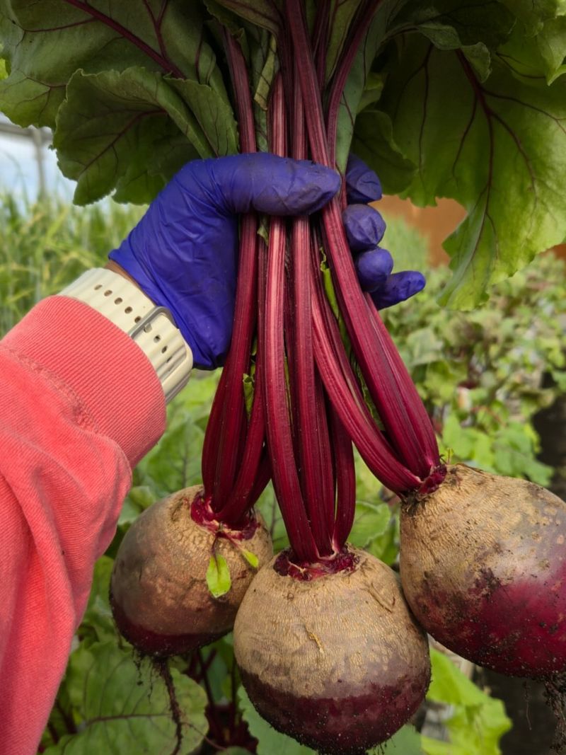 Beets (Beta vulgaris)