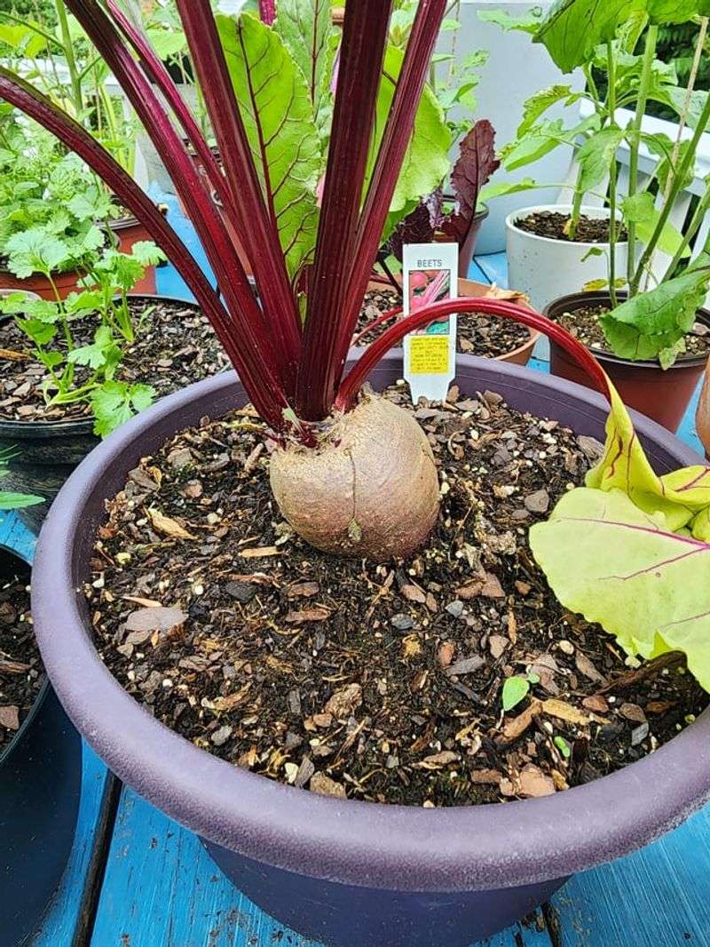Beets Give You Greens And Roots Beets Give You Greens And Roots