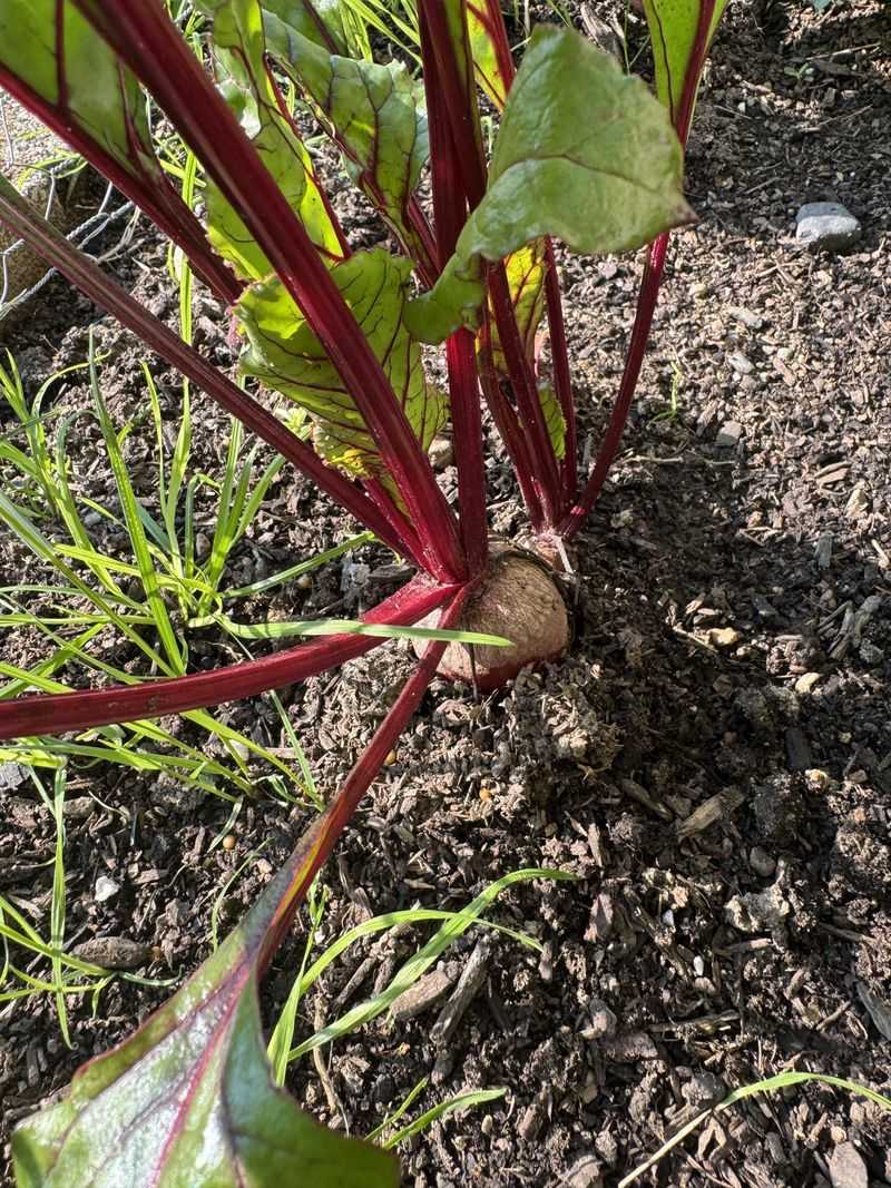 Beets Give You Roots And Greens