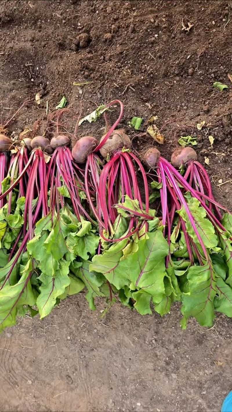 Beets Offer Early Greens Before Roots Fully Develop Beets Offer Early Greens Before Roots Fully Develop