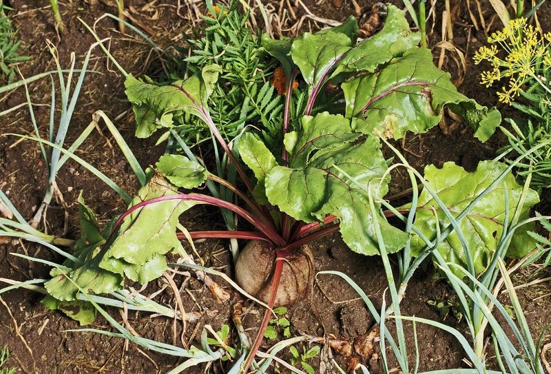 Beets Share Similar Water Needs With Onions