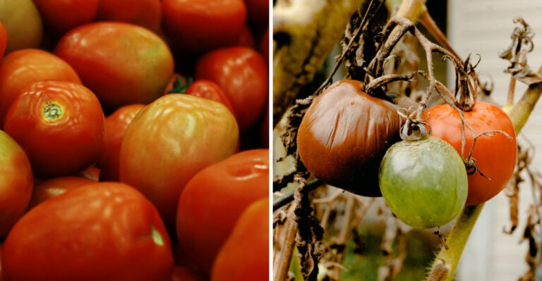 Before Another Tomato Cracks In Your Wisconsin Garden, Learn The 13 Mistakes You’re Making