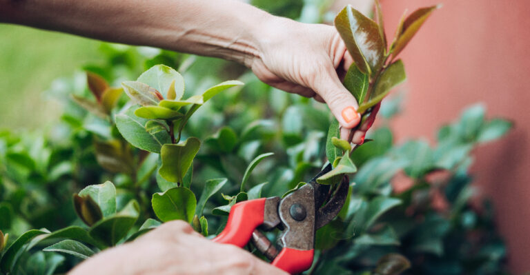 Before Or After Blooming, Here’s When Florida Gardeners Should Prune