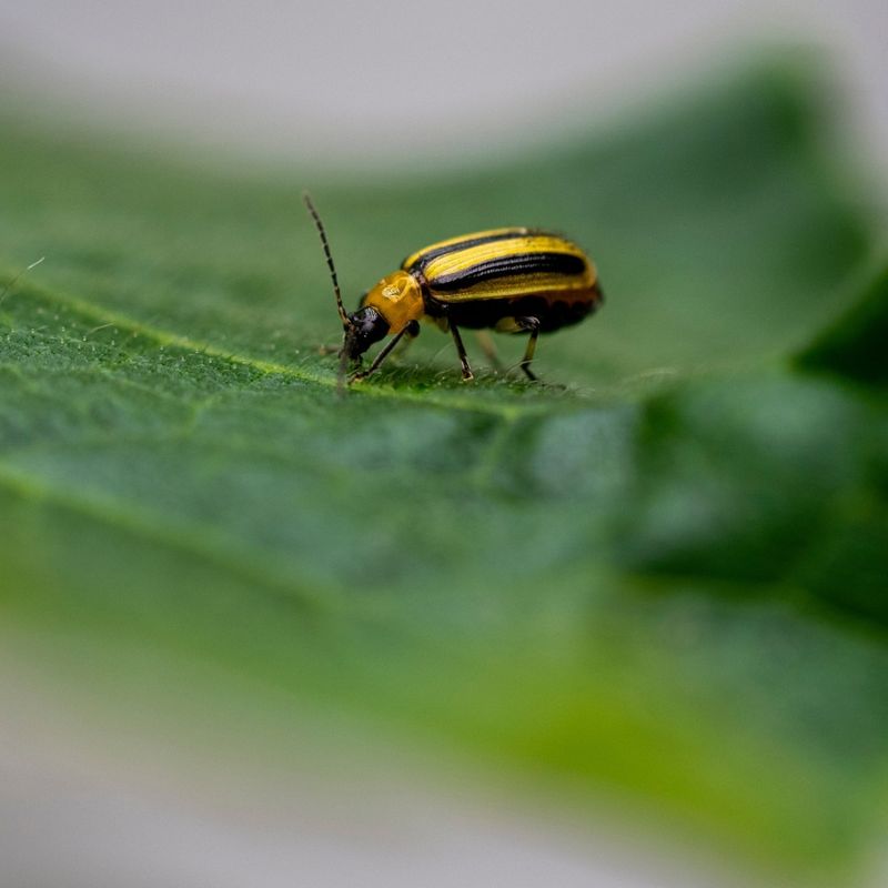 Begin Checking Plants Daily For Cucumber Beetles