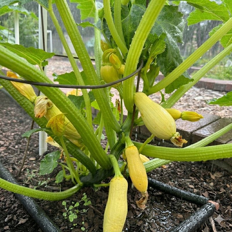 Begin Consistent Deep Watering Begin Consistent Deep Watering