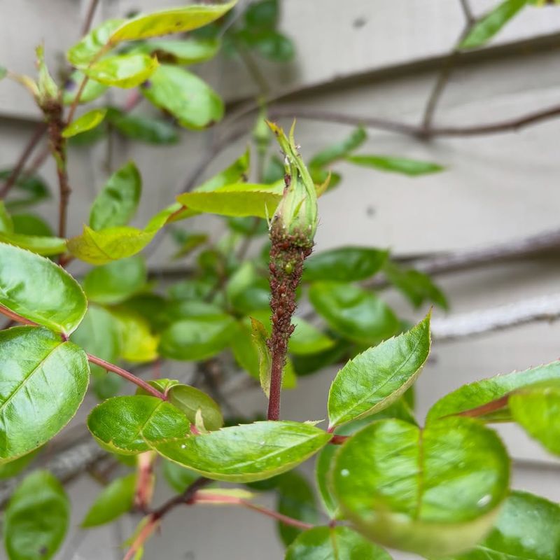 Begin Watching Closely For Aphids On Tender New Growth